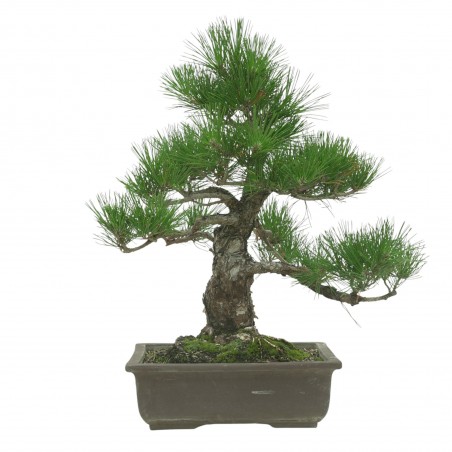 PINUS THUNBERGII IB194