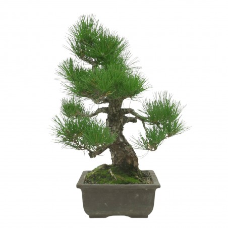 PINUS THUNBERGII IB194