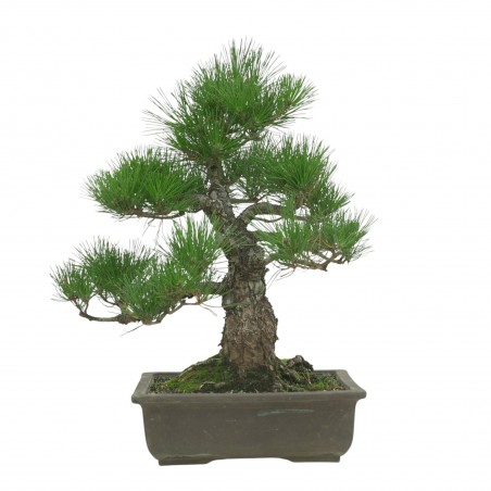 PINUS THUNBERGII IB194
