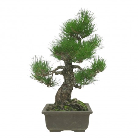 PINUS THUNBERGII IB194