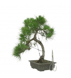 PINUS THUNBERGII IB187