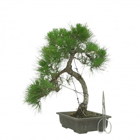 PINUS THUNBERGII IB187