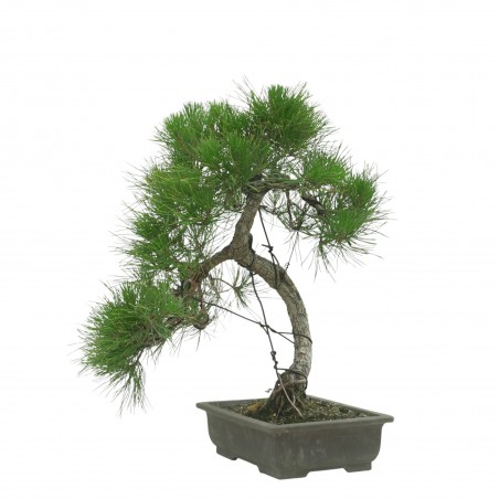 PINUS THUNBERGII IB187