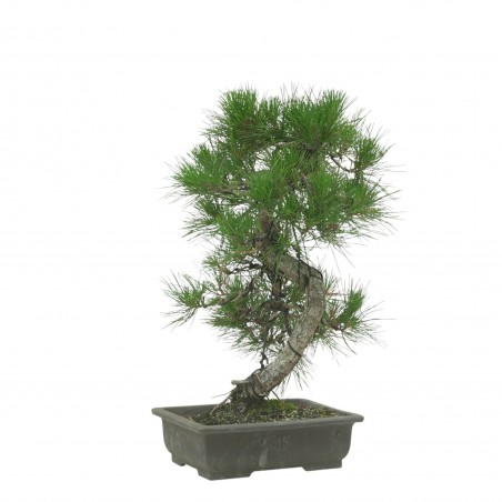 PINUS THUNBERGII IB187