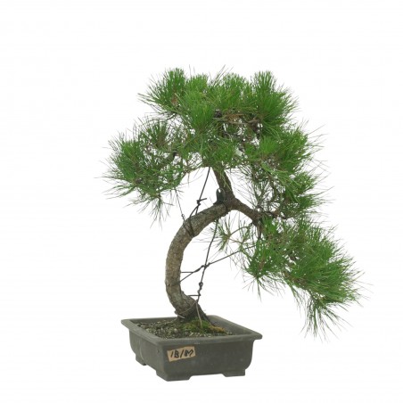 PINUS THUNBERGII IB187