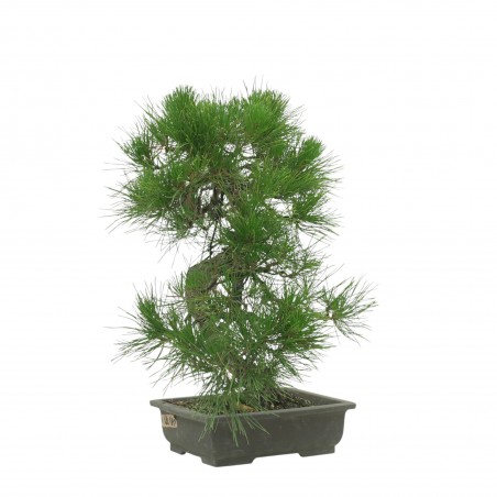 PINUS THUNBERGII IB187
