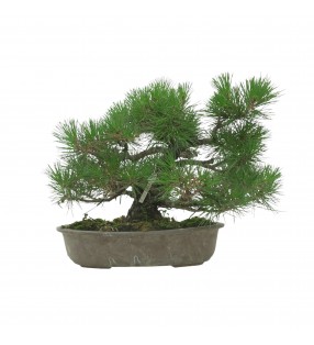 PINUS THUNBERGII IB118