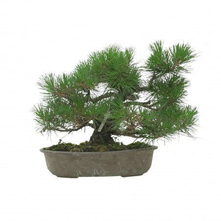 PINUS THUNBERGII IB118