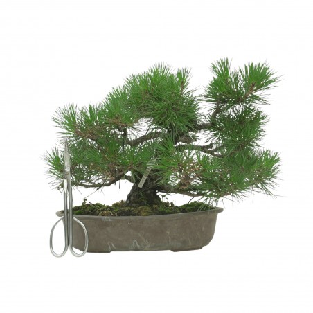 PINUS THUNBERGII IB118