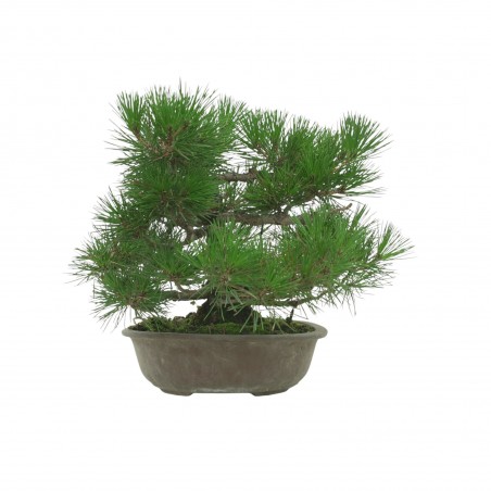 PINUS THUNBERGII IB118