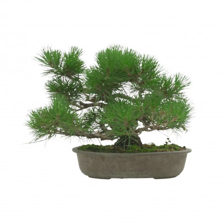 PINUS THUNBERGII IB118