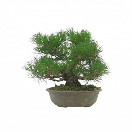 PINUS THUNBERGII IB118