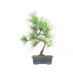 PINUS THUNBERGII IB186