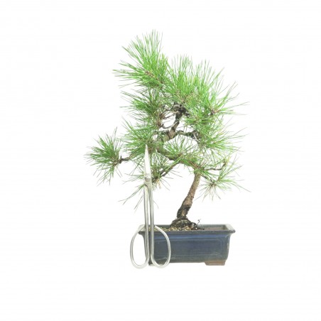 PINUS THUNBERGII IB186