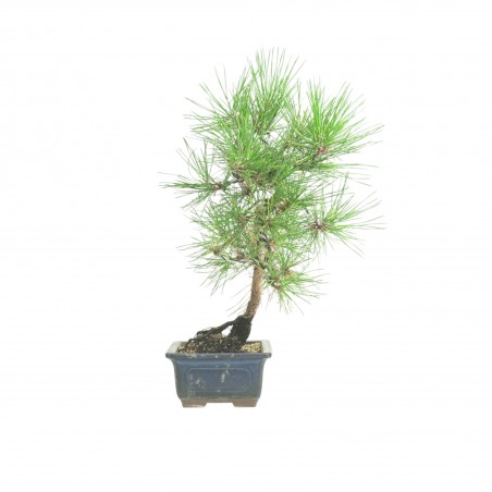 PINUS THUNBERGII IB186