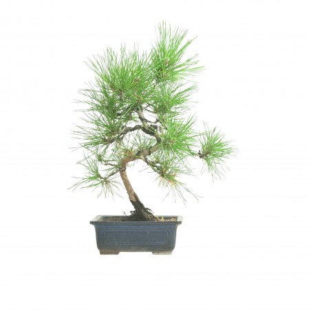 PINUS THUNBERGII IB186