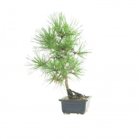 PINUS THUNBERGII IB186