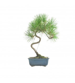 PINUS THUNBERGII IB184