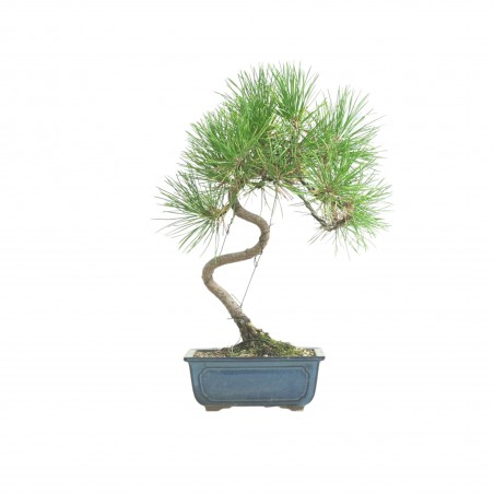 PINUS THUNBERGII IB184