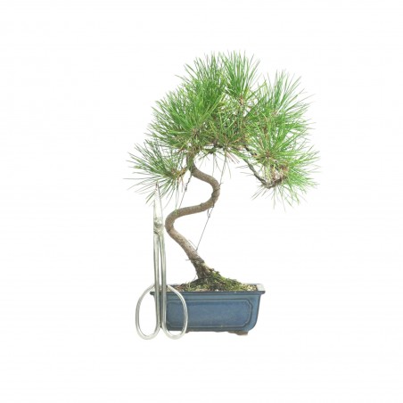 PINUS THUNBERGII IB184