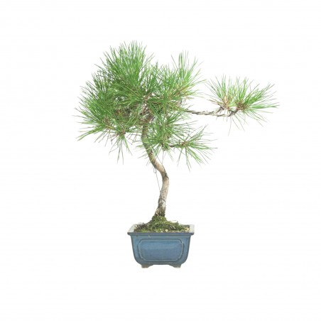 PINUS THUNBERGII IB184