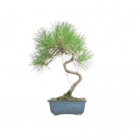 PINUS THUNBERGII IB184