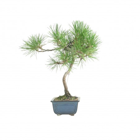 PINUS THUNBERGII IB184