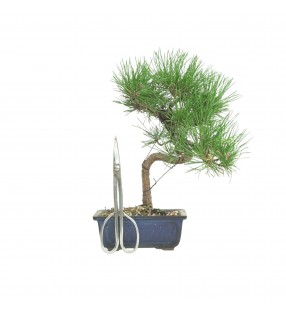 PINUS THUNBERGII IB185