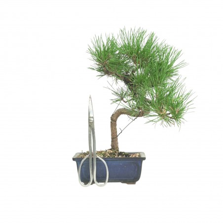 PINUS THUNBERGII IB185