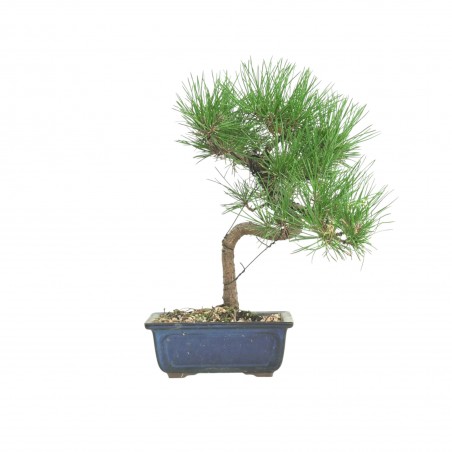 PINUS THUNBERGII IB185
