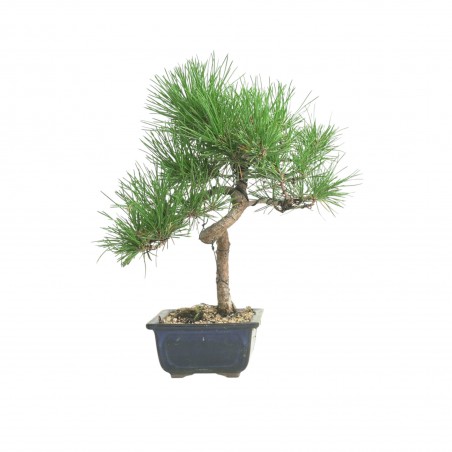PINUS THUNBERGII IB185