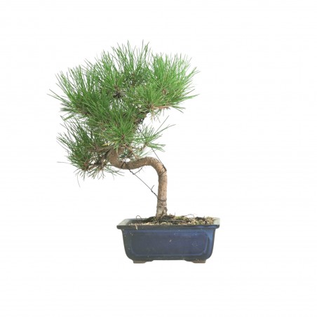 PINUS THUNBERGII IB185