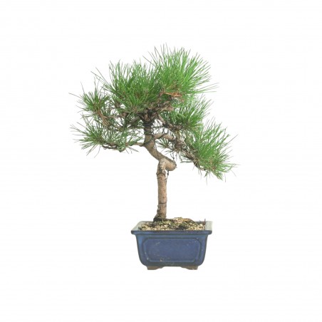 PINUS THUNBERGII IB185