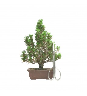 PINUS THUNBERGII IB198