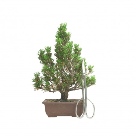 PINUS THUNBERGII IB198