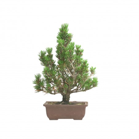 PINUS THUNBERGII IB198