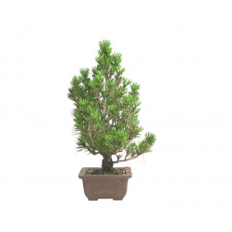PINUS THUNBERGII IB198