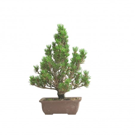 PINUS THUNBERGII IB198