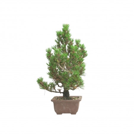 PINUS THUNBERGII IB198