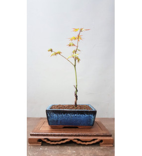 ARCE YAMAMOMIJI TIPO A