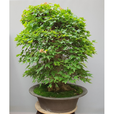 ACER BUERGERIANUM Nº95