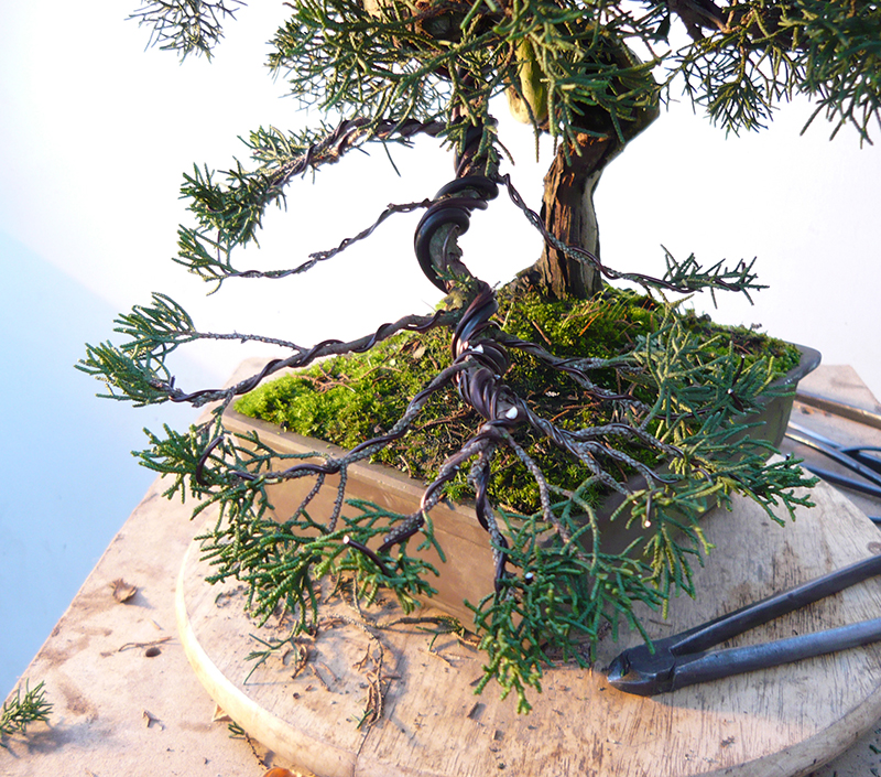 Juniperus Chinensis