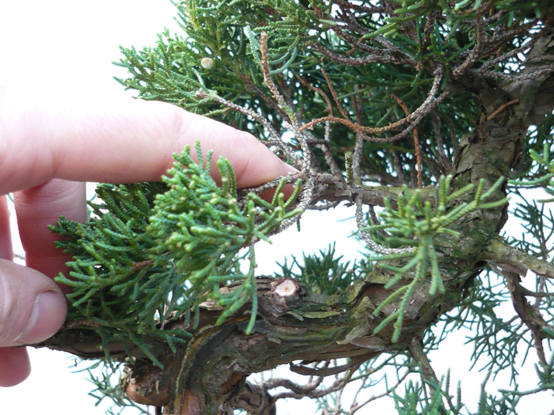 Juniperus Chinensis