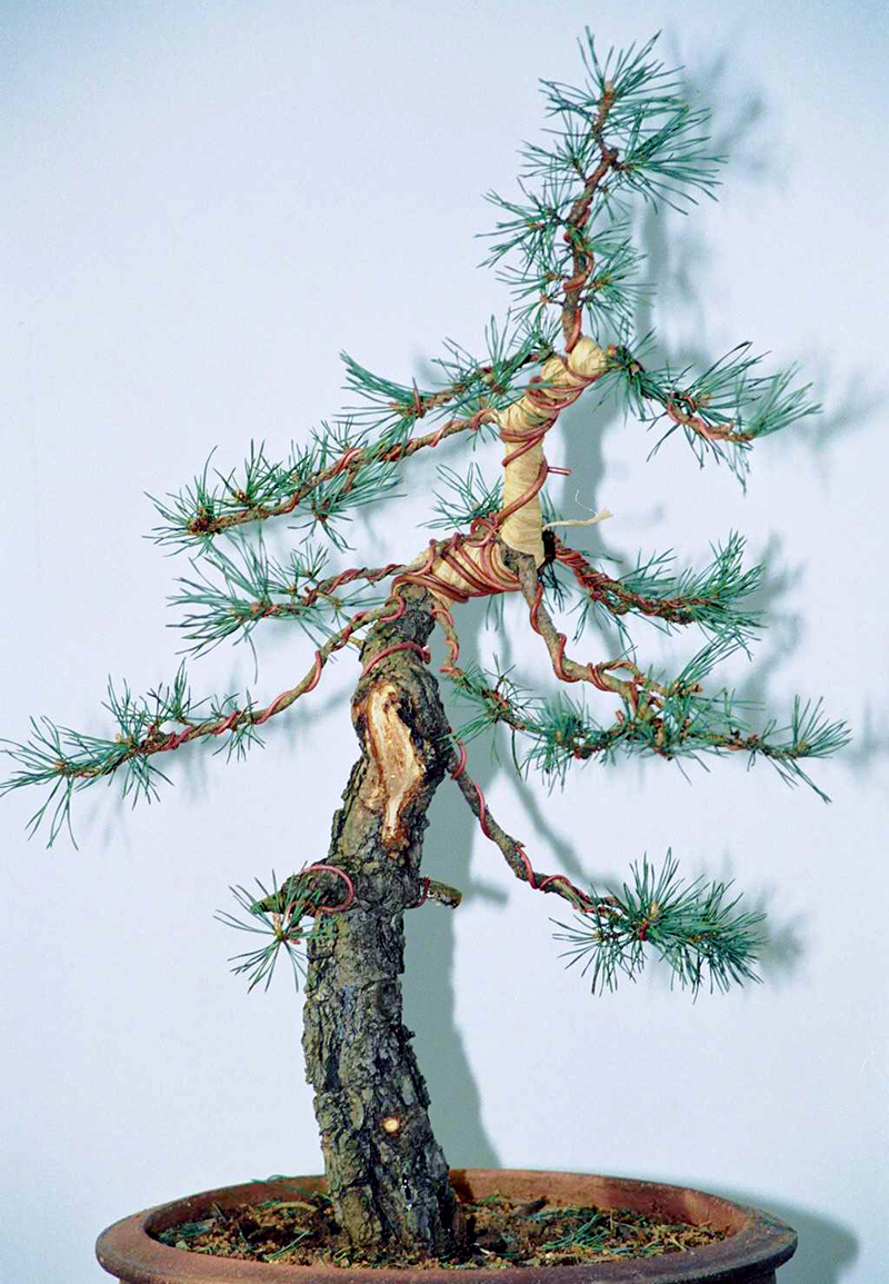 PINUS UNCINATA