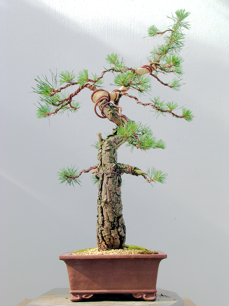 PINUS UNCINATA