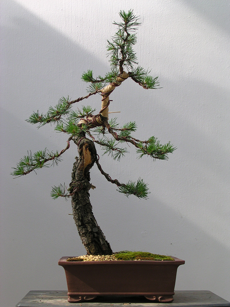 PINUS UNCINATA